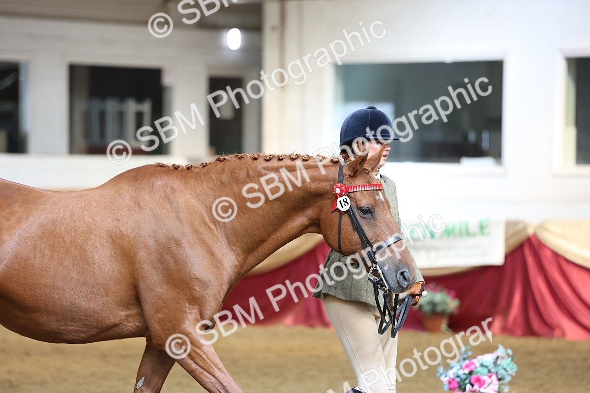 SBM_23369 - Class 903 - Supreme Final - IH Pre Vet