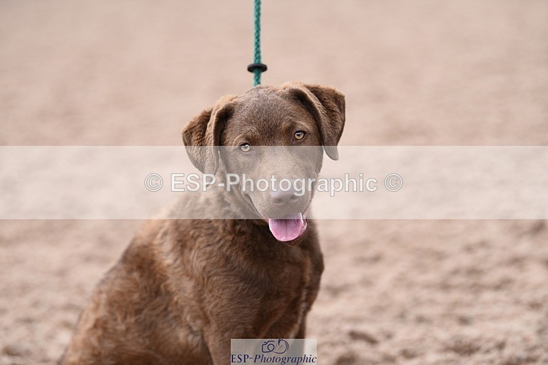 240518A-112350-00772 - Cls 1 Cutest Puppy