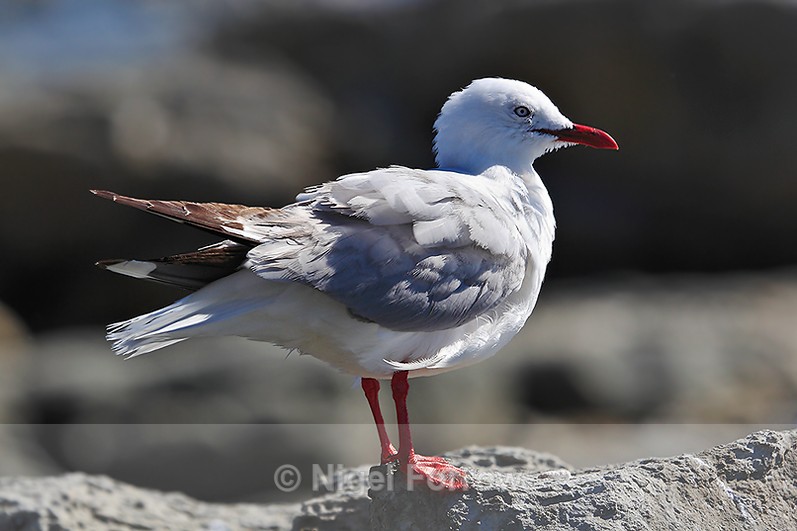 Silver Gull perched on a rock - Silver Gull