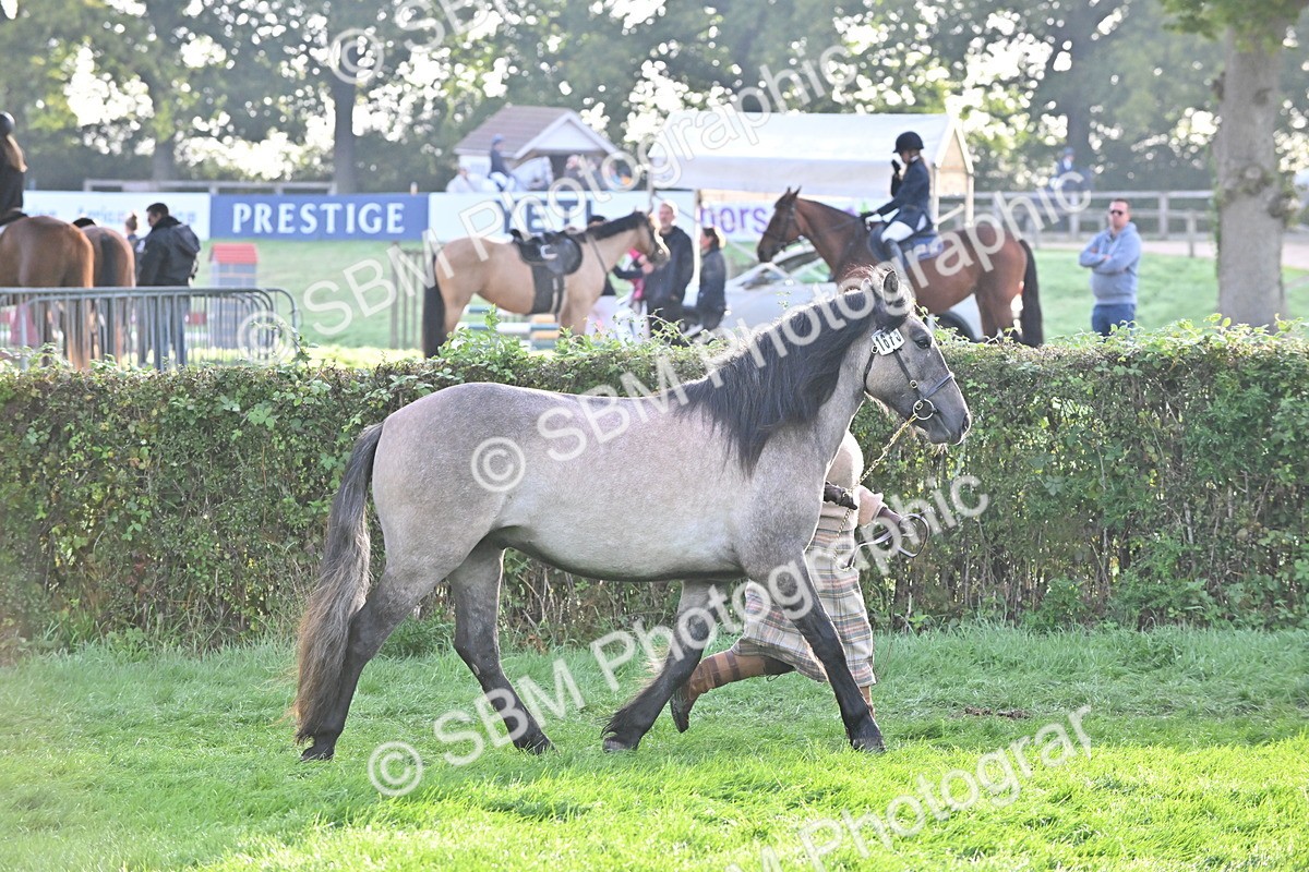 SBM_55307 - S44 - Youngstock In Hand
