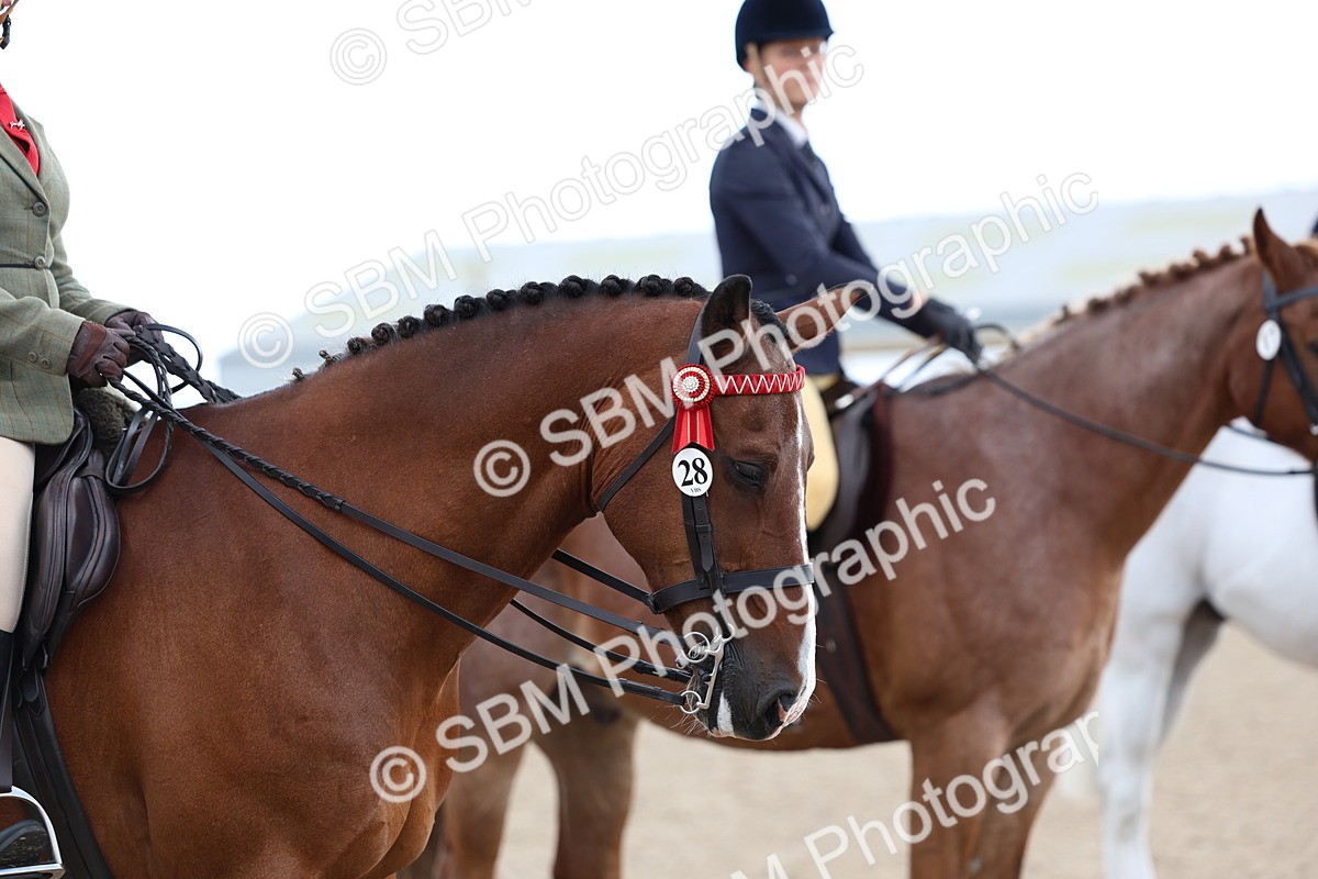 SBM_10138 - Class 304 - Ridden Part Bred Horse Pony