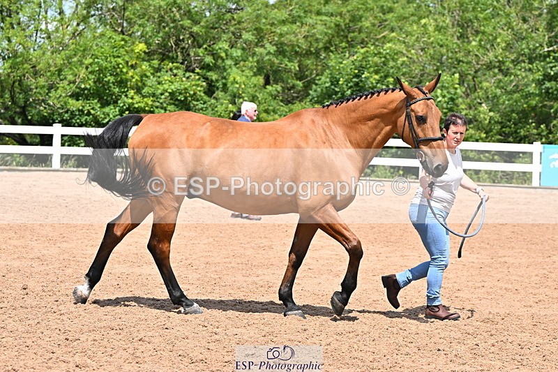 240718A-105259-01420 - Trot Up 12pm to 1pm