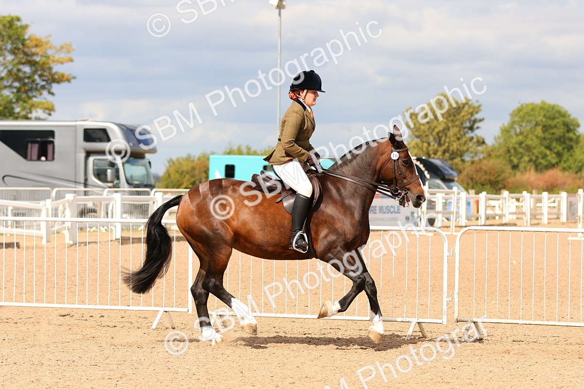 SBM_15492 - Class 214 - Ridden Show Cob