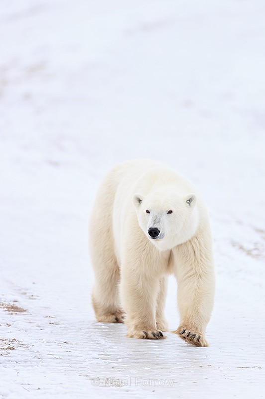 Polar Bear close to buggy, Churchill, Canada - Polar Bear