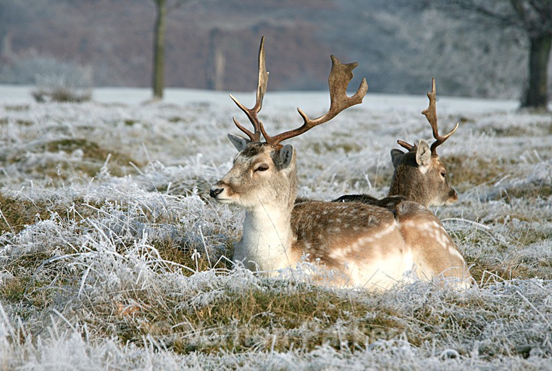 Stags in Winter - Wildlife