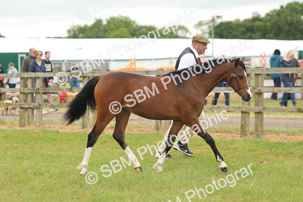 SBM_02208 - Class 50-57 - M&M Welsh Pony In Hand