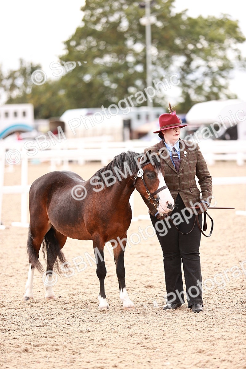 SBM_16341 - Class 413 - Best Condition - Adult