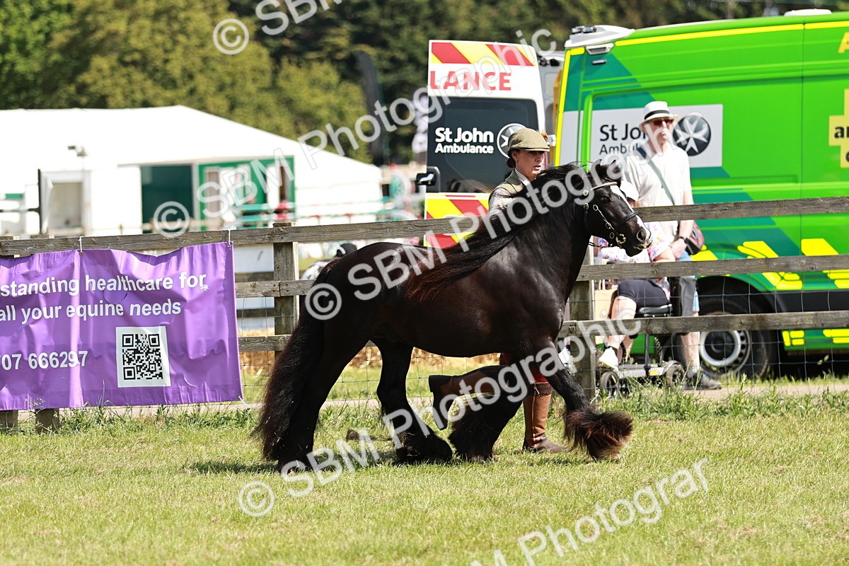 SBM_08541 - Class 63-65 - Traditional Gypsy Cobs In Hand & Ridden