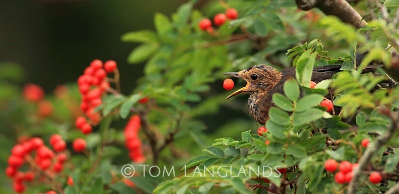 Blackbird - All Other Birds