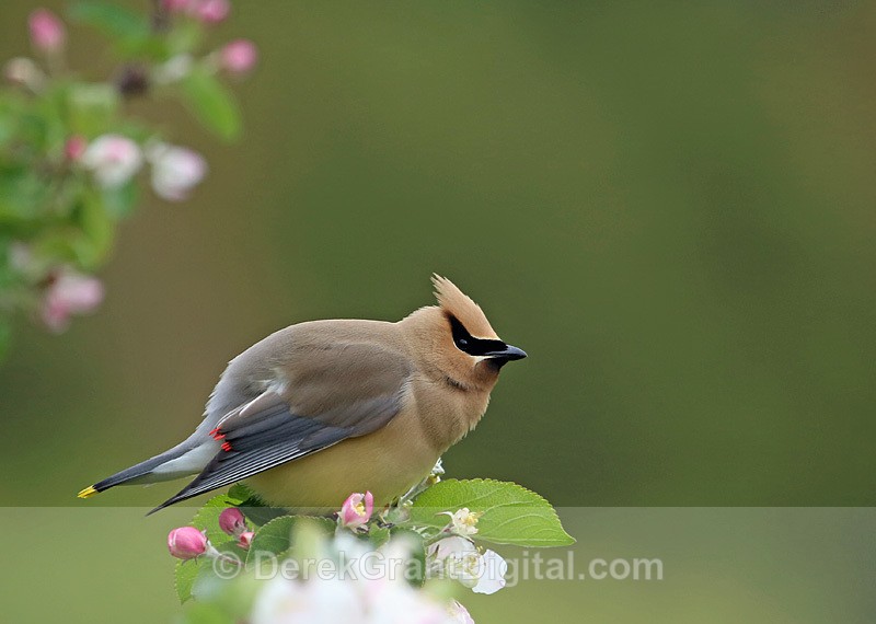 Cedar Waxwing - Birds of Atlantic Canada