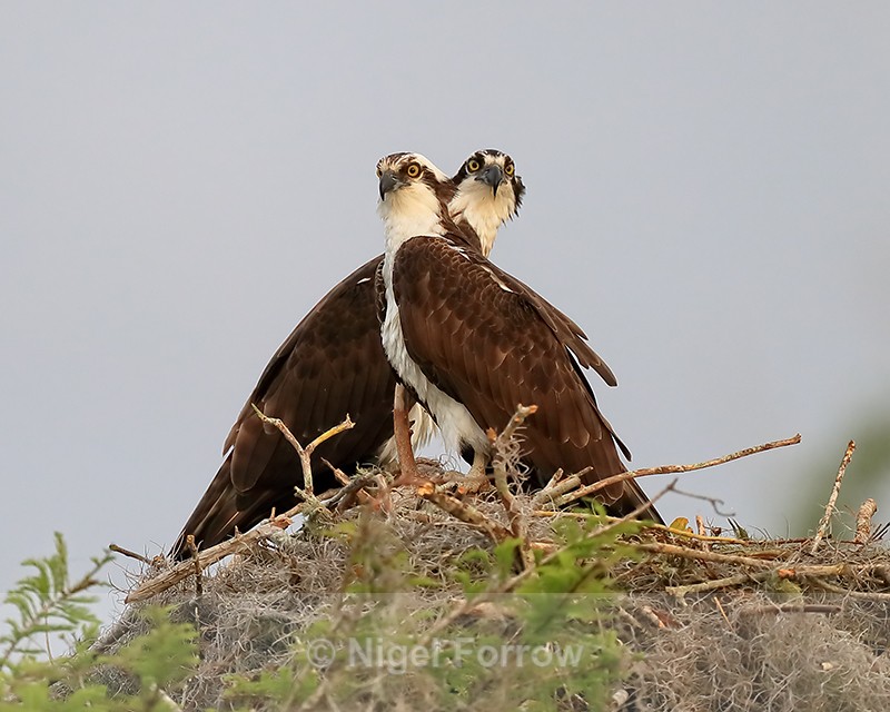 Ospreys at nest, Middleton's Fish Camp, Blue Cypress Lake, Florida - Osprey