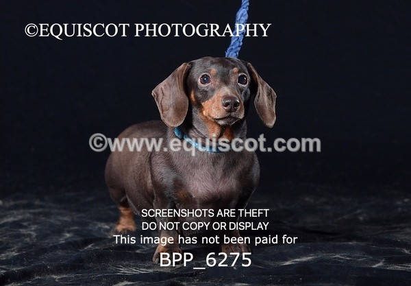 BPP_6275 - LESLEY GRANGER DOGS