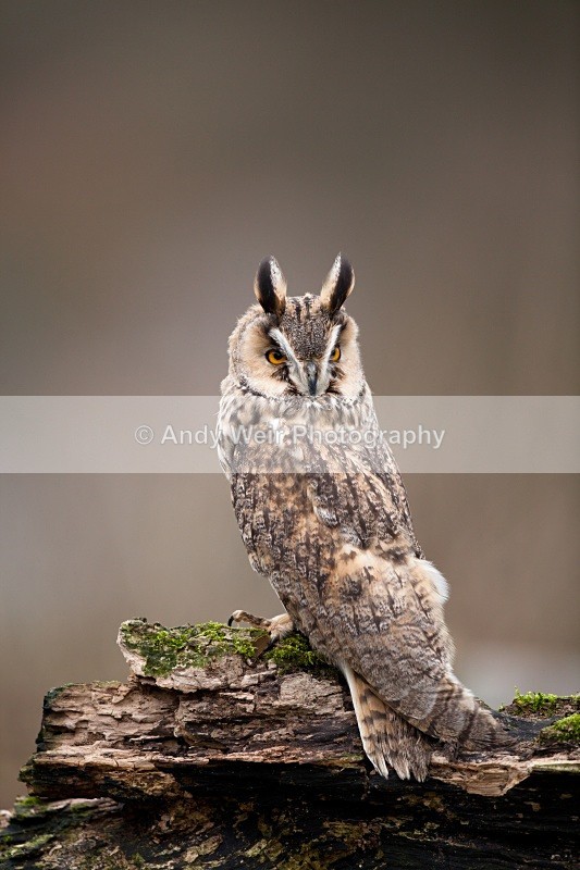 20110312-IMG_1298-118 - Long Eared Owl