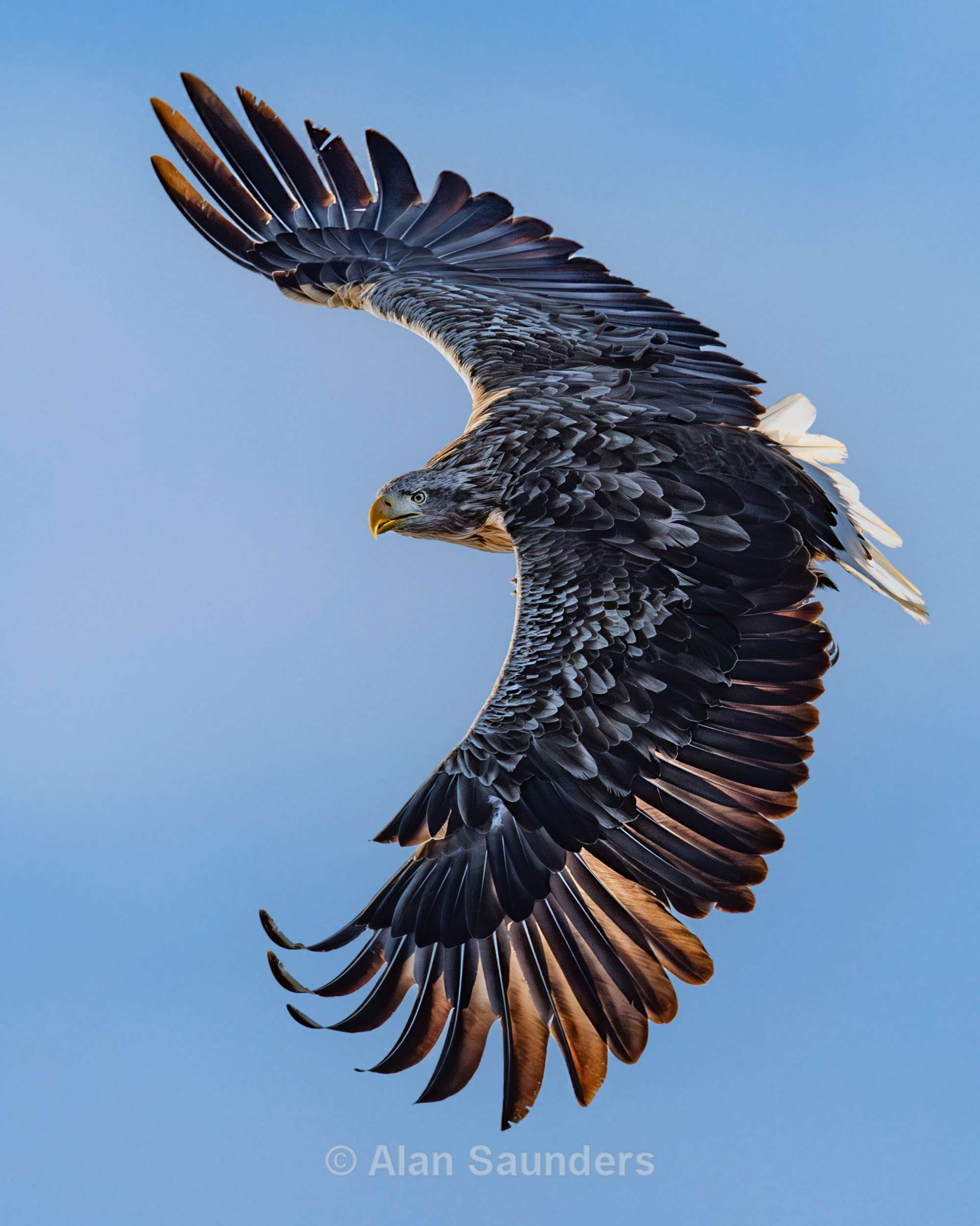 White Tailed Eagle 6