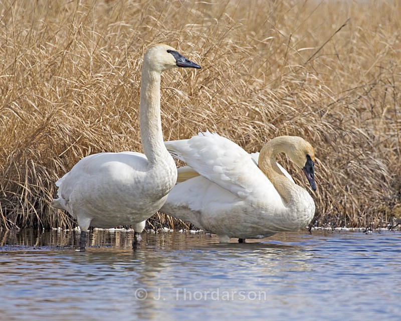  - Trumpeter Swans