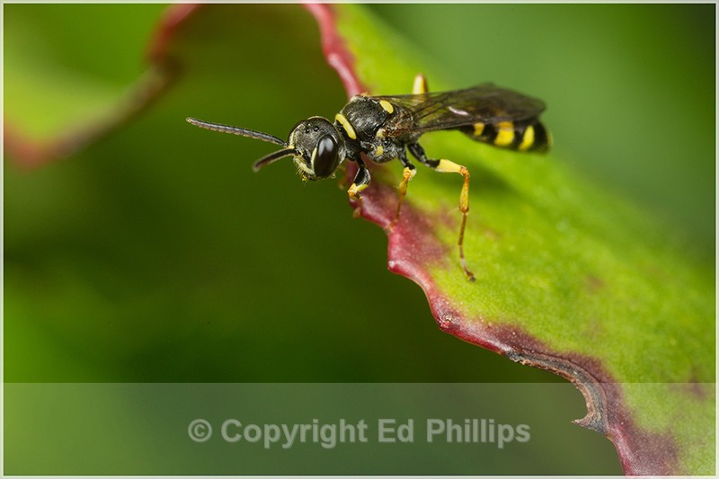 5D3_4651_web - Mellinus arvensis