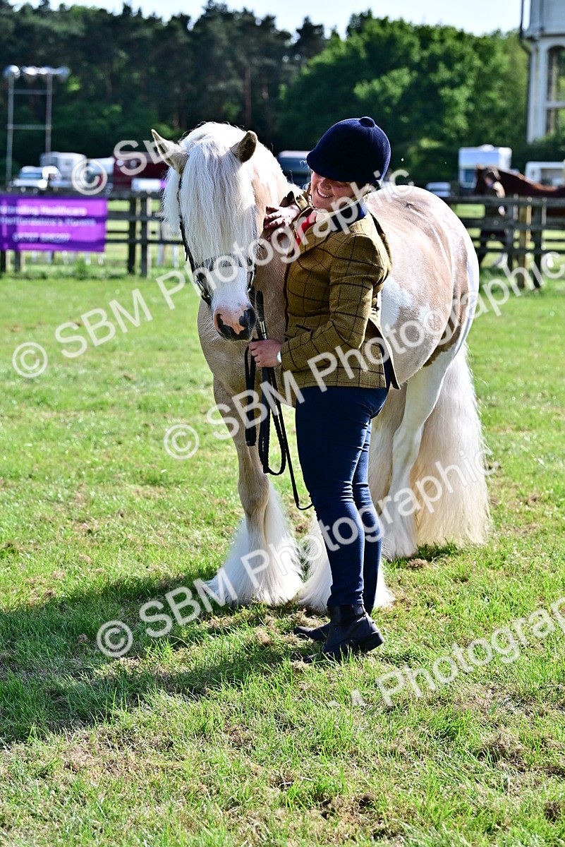SBM_10123 - Class 63-65 - Traditional Gypsy Cobs In Hand & Ridden