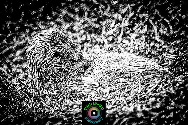 DO-28-Loch Spelve, Isle of Mull - 'DRATSIE' (AKA Otters)