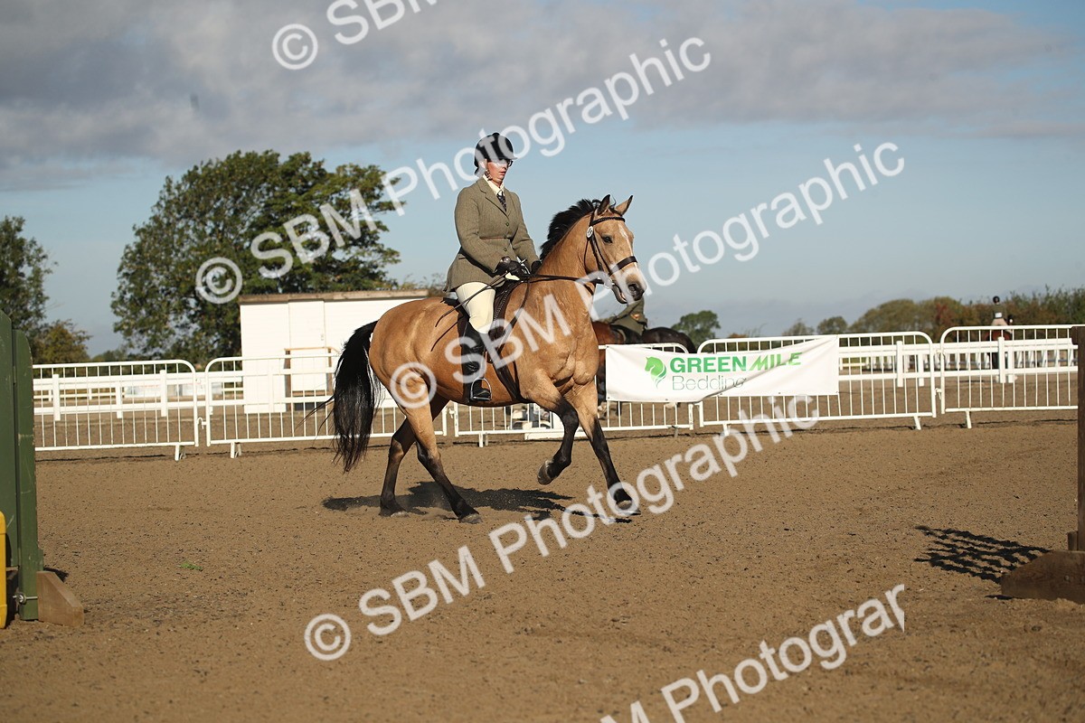 SBM_11564 - Class 502 - Riding Club Horse