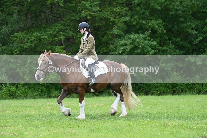 WJ7_4509 - Class 14B Prettiest Mare