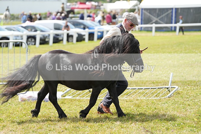 DSC05898 - NPS M&M In Hand Championship