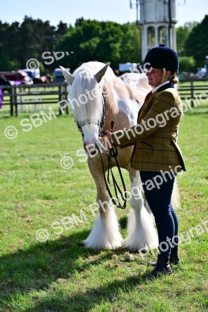 SBM_10126 - Class 63-65 - Traditional Gypsy Cobs In Hand & Ridden