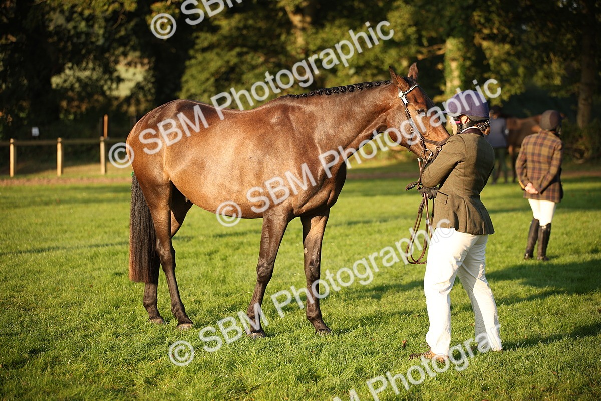 SBM_56875 - S49 - Riding Horse & Hack & Thoroughbred In Hand