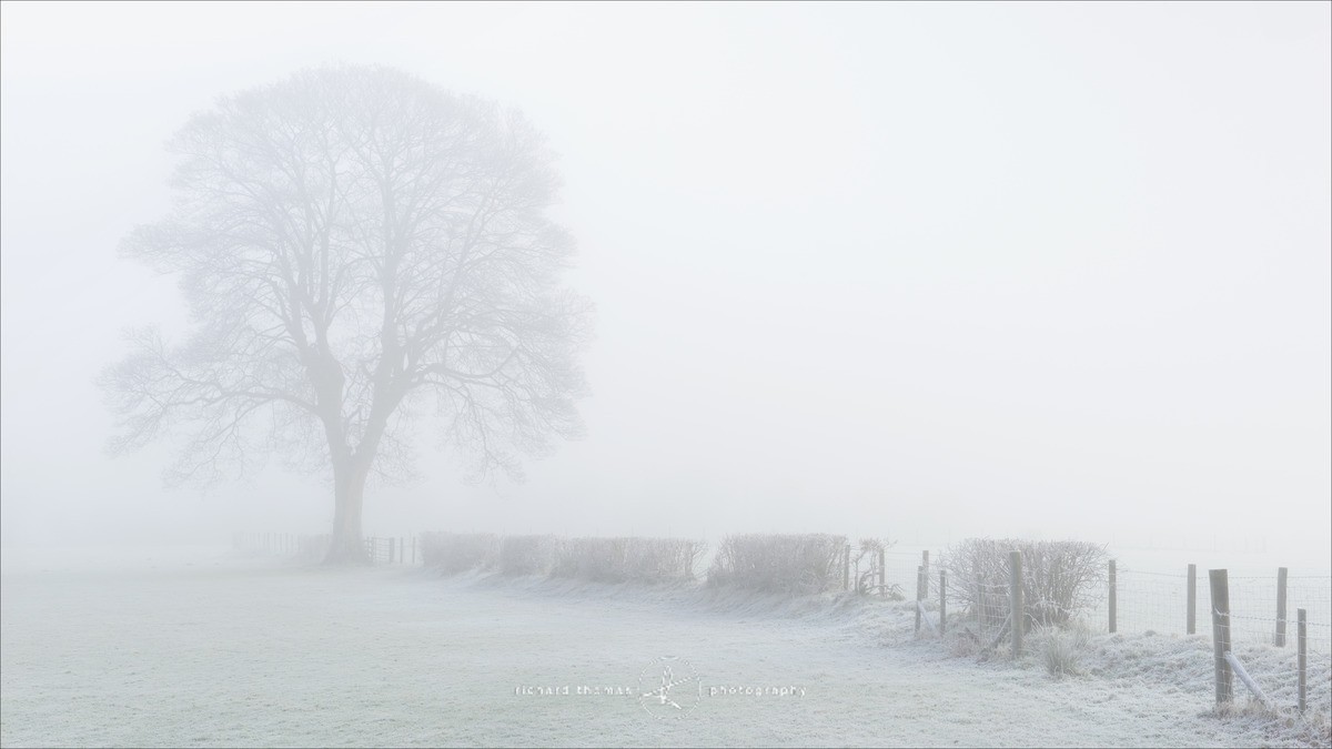 Winter tree - Hawkshead, Lake District. - WINTER