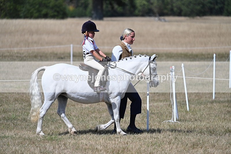 WJ7_1199 - Class 41 Prettiest Mare