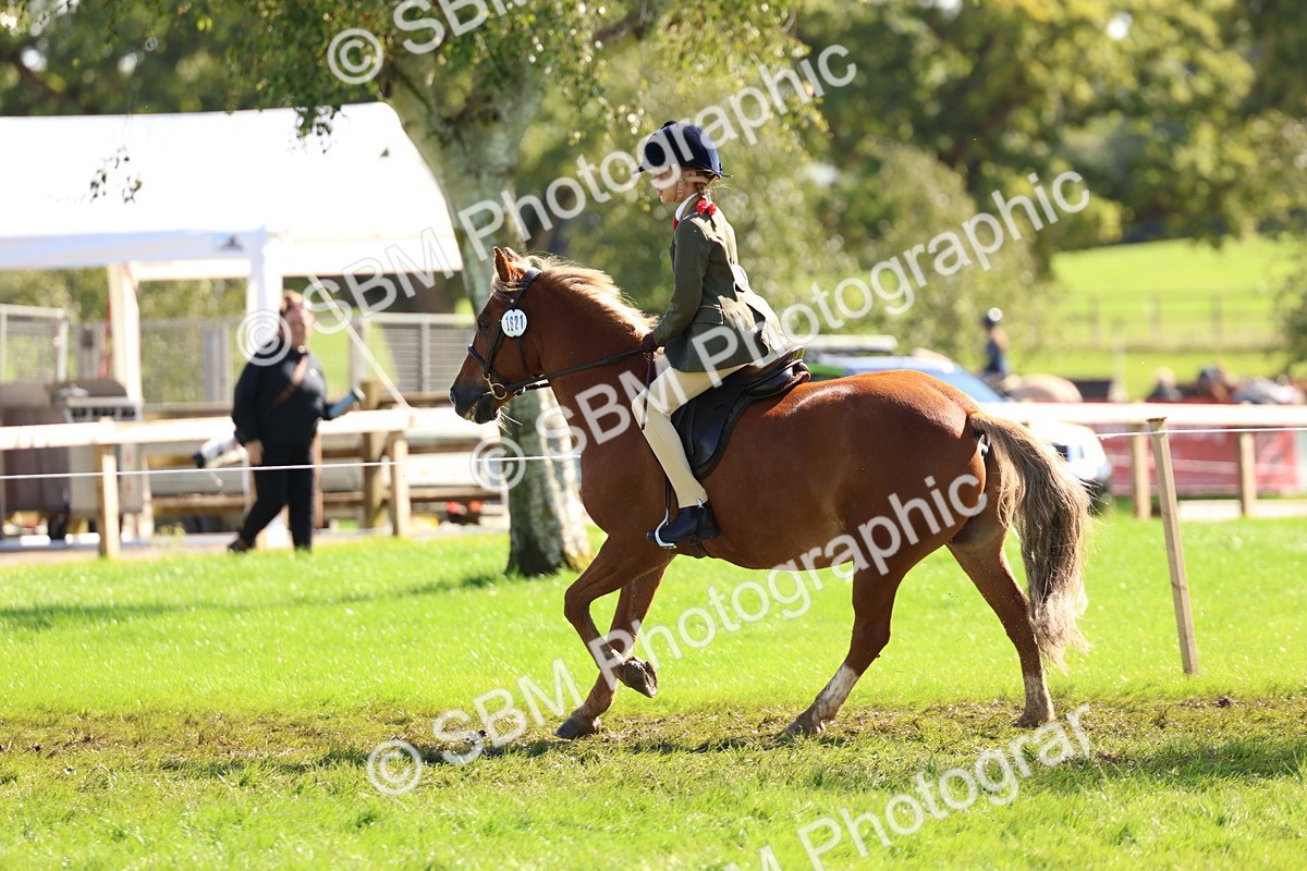 SBM_45273 - S27 - Young Veteran Ridden