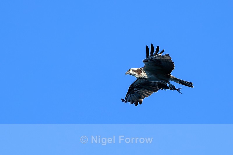 Flying Osprey carrying fish, Costa Rica - Osprey