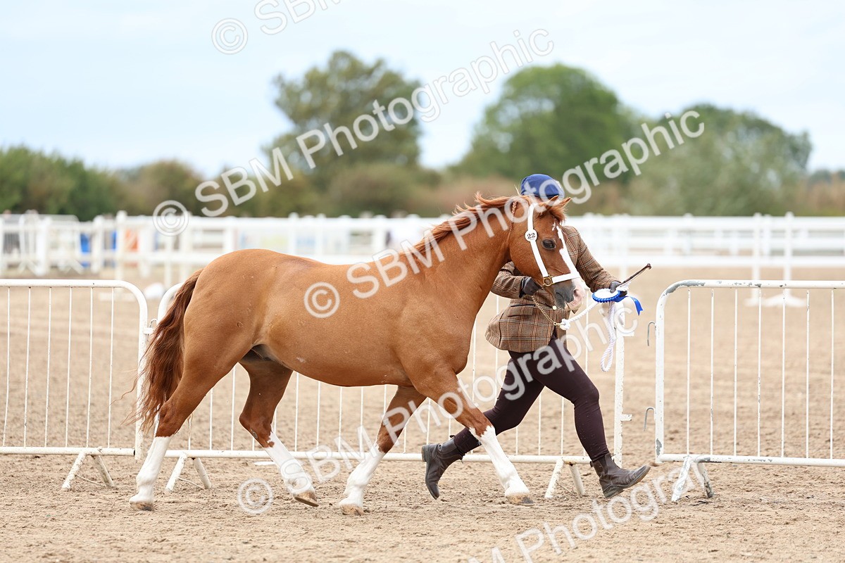 SBM_05994 - Class 29 - IH Veteran Pony