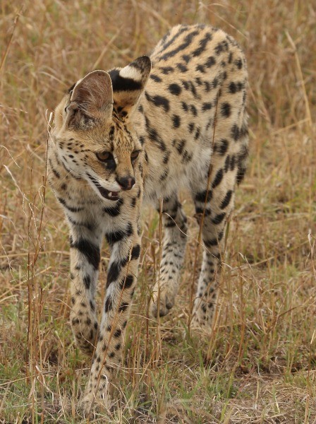  - KENYA