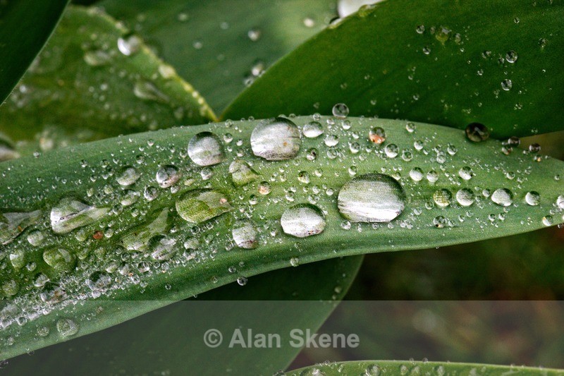 DSC00705 - Droplets