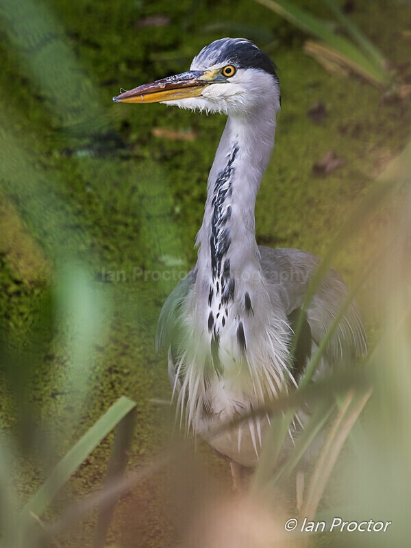 Grey Heron Portrait - Nature