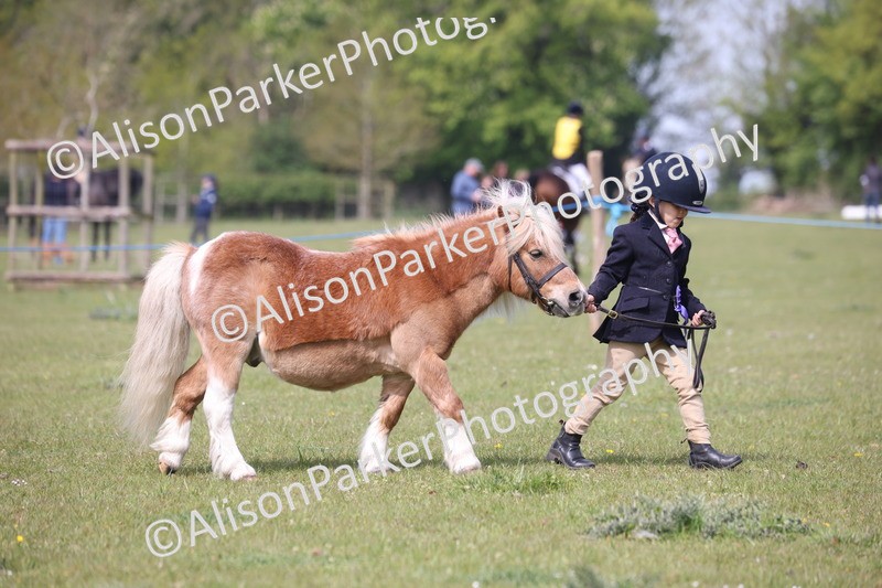 20260426-3126 - Class 26 - Shetland Ponies and Minitures