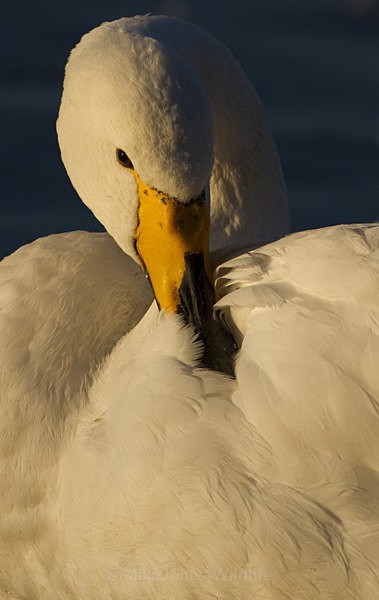 Whooper Swan, Martin Mere, Lancashire - FAVOURITES WILDLIFE GALLERY. Selected images from the wildlife collections.