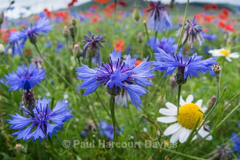  - Plants: wide-angle
