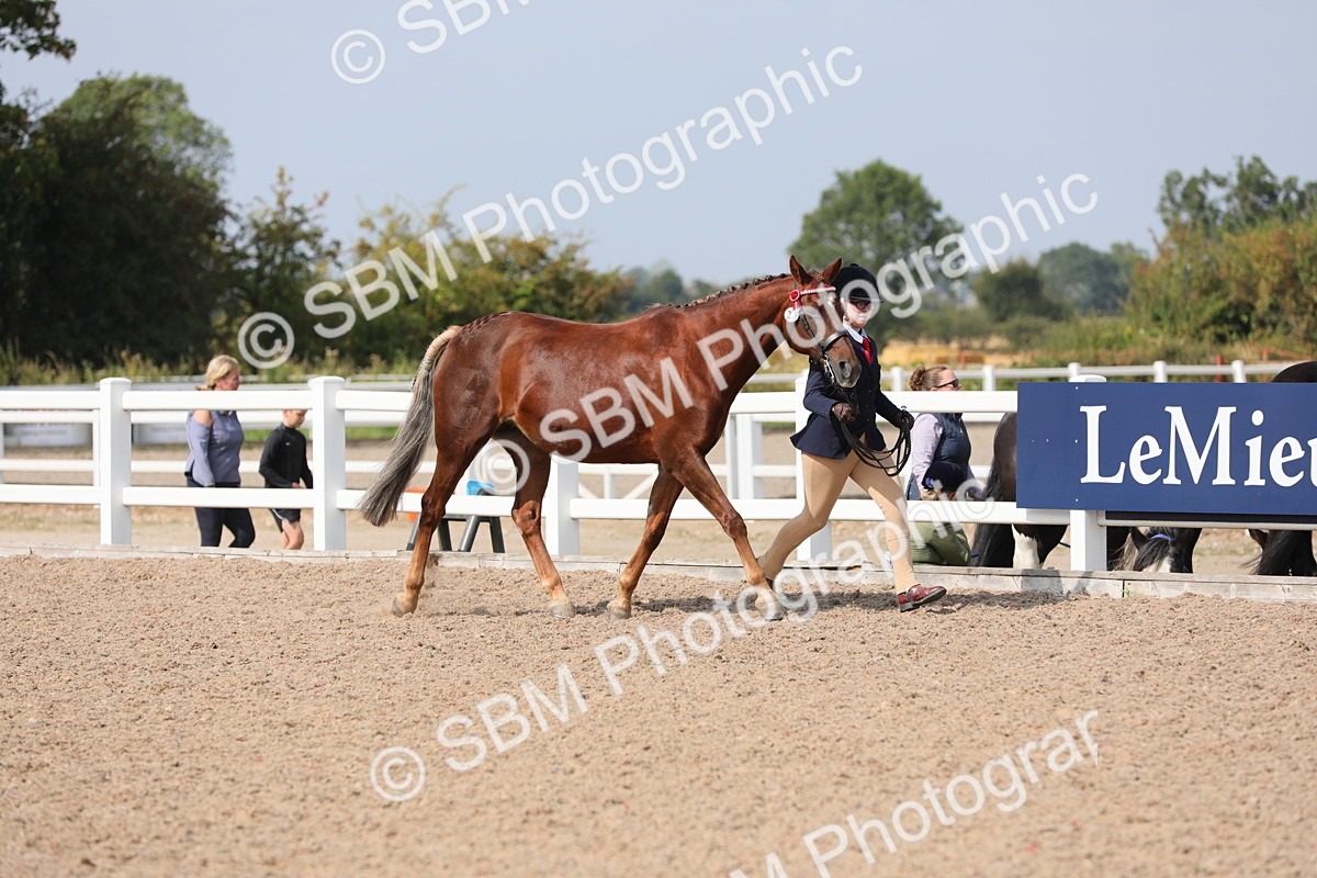 SBM_15725 - Class 312 IH Competition Horse/Pony