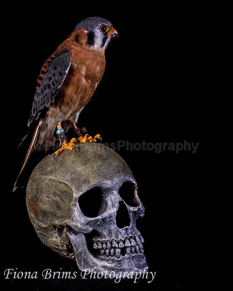 wow studio-21 - Birds of Prey