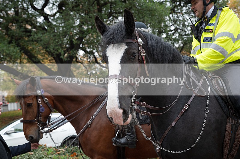 Z62_4710 - Animals In War Memorial 2025 - Park Lane, London