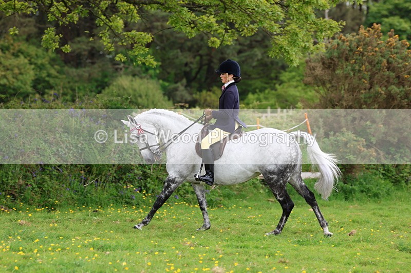 3E7A2108 - Class 11: Ridden Arab