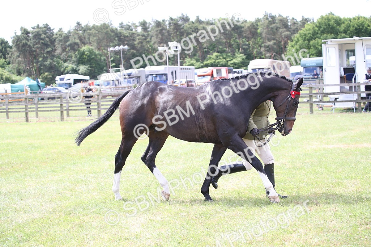 SBM_14232 - Class 113-114 - Retraining of Racehorses Ridden