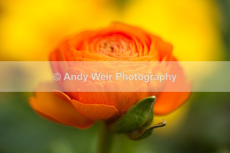 20120406-_MG_9450 - Plants & Flowers