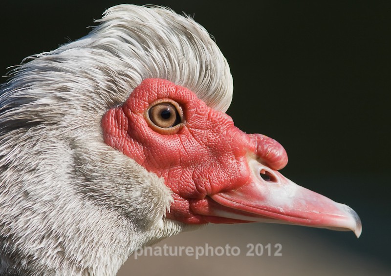 Muscovy Duck - Cairina moschata RPNP0083 - Birds