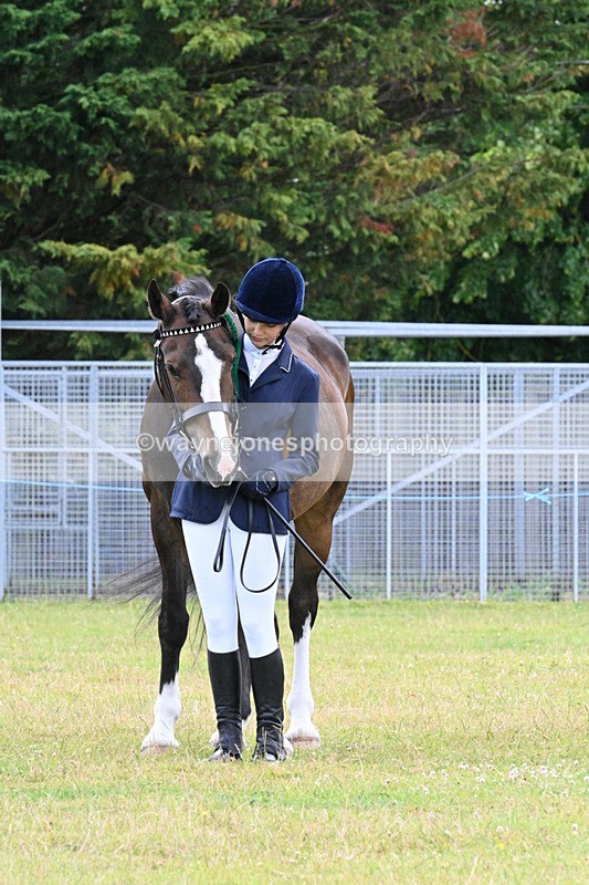 WJ7_7196 - Class 5a Most Handsome Gelding in Hand