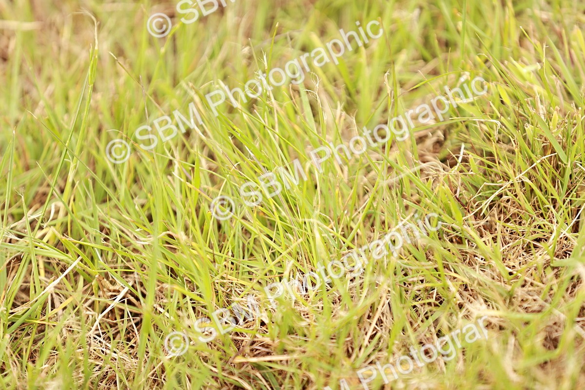 SBM_06253 - Class 39-41 TGCA In Hand and Ridden