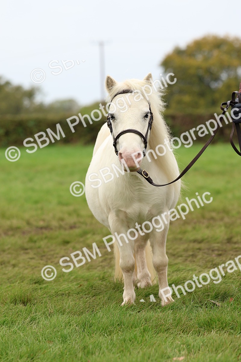 SBM_59916 - S36 - Rehabiliated Rescue Horse & Pony In Hand & Ridden