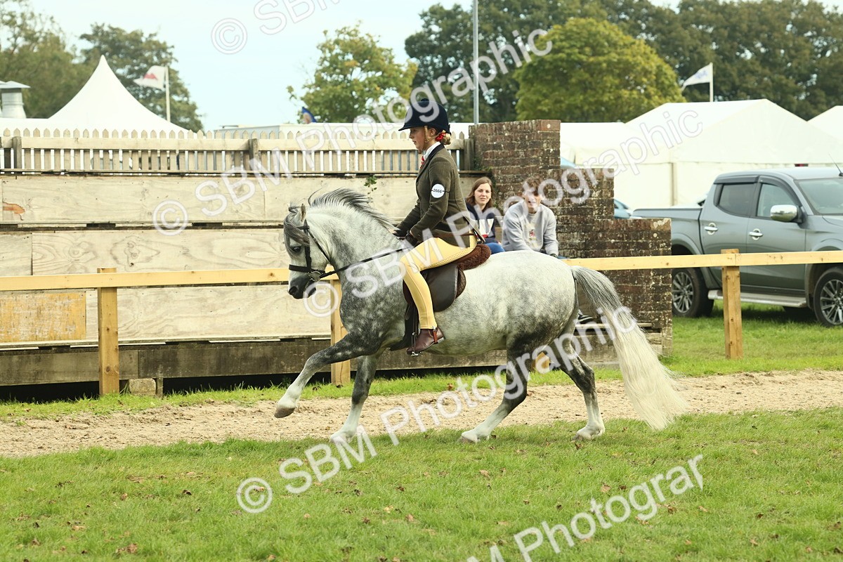 SBM_69871 - S59 - Mountain & Moorland Ridden Small Breeds