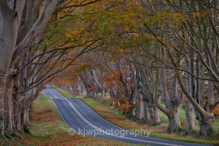 Beech Tree Avenue - Gallery 6